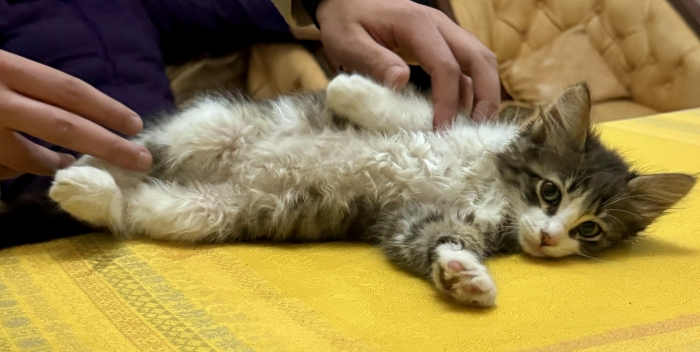 Chatons tout mignons