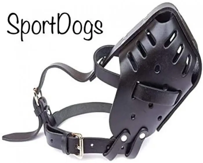 Accessoires pour chien