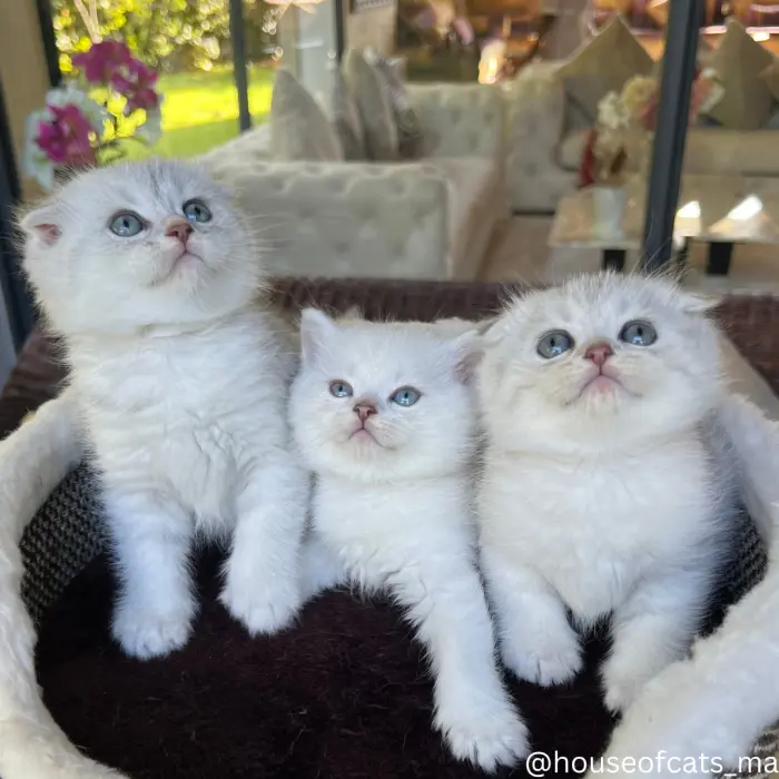 Chat british et scottish