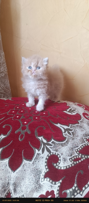 Chat persan femelle pure race