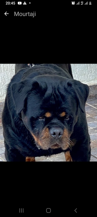 Rottweiler