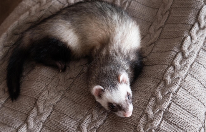 furet