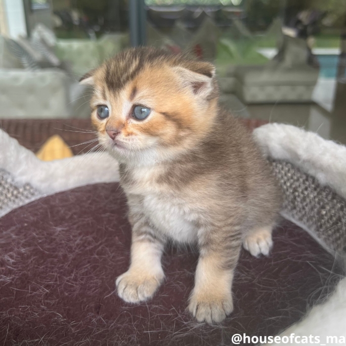 Scottish fold mâle