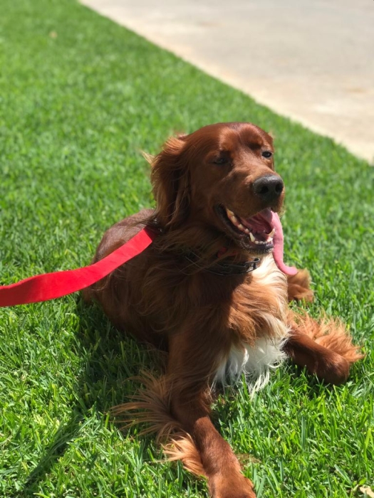 Accouplement Setter Irlandais