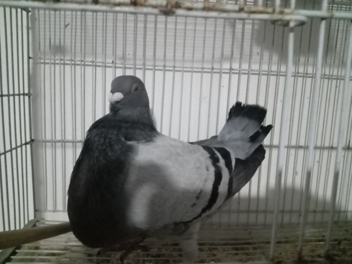 أنثى  حمام الخنيسي