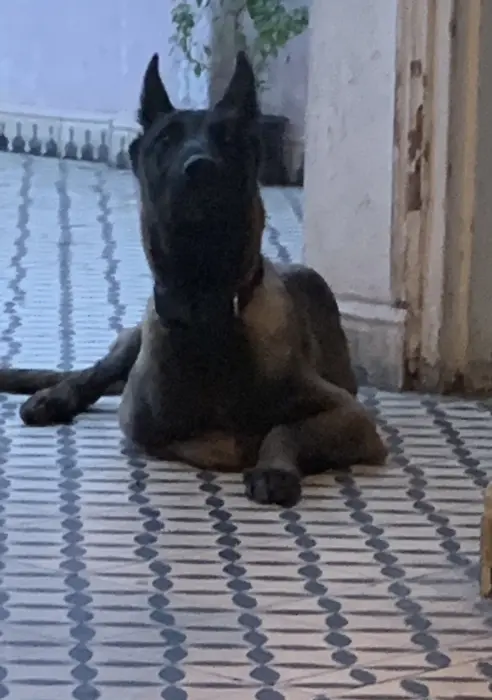 Malinois charbonner