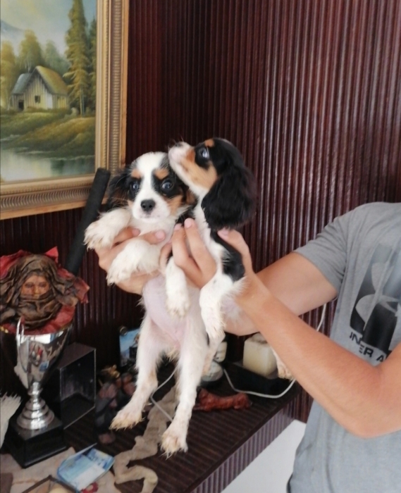 Cavalier King Charles