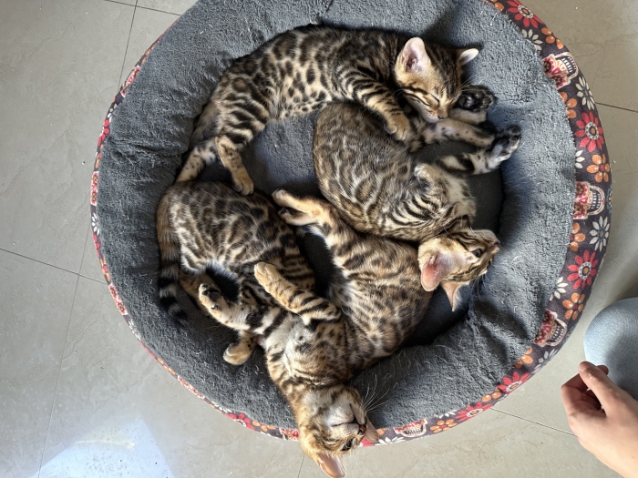 Chatons bengal avec pedigree