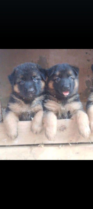 Chiots berger allemands