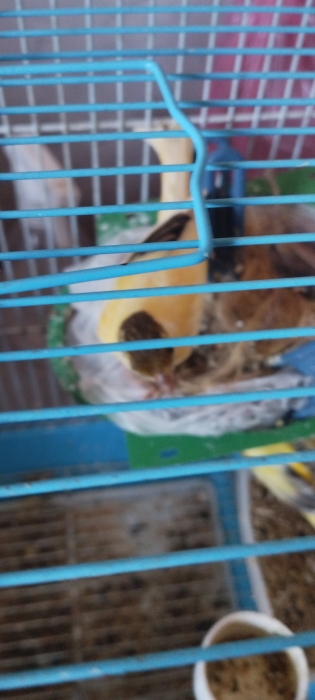 Oiseau calopsites quatre et un jeune canari male