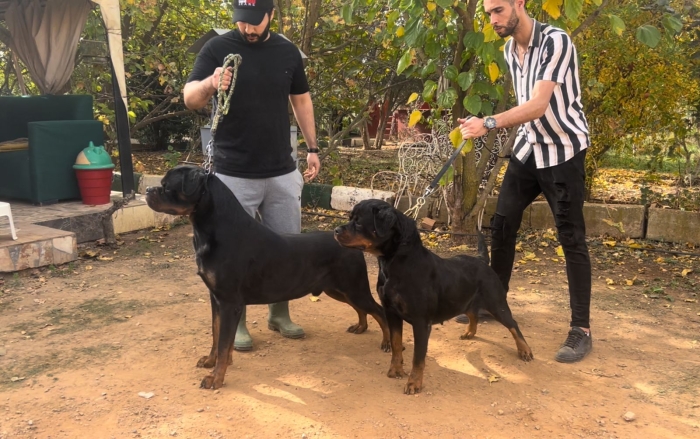 Magnifiques chiots rottweiler pedigree
