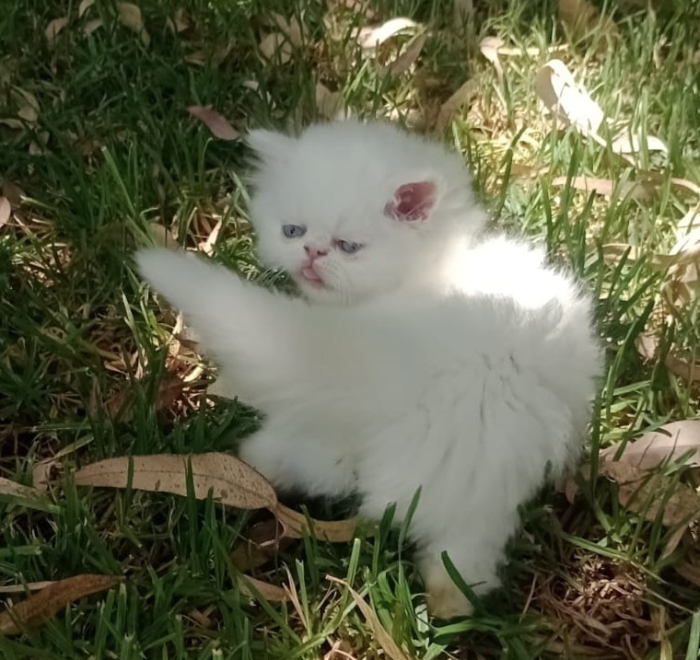 Femelle himalayen orange points