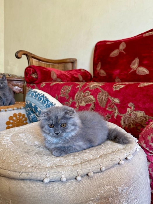 British , Scottish fold and Scottish straight