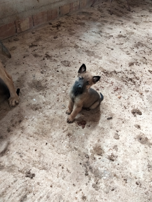 Chiots malinois / berger allemand
