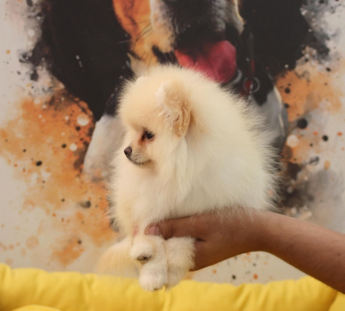 Spitz nain pomeranian