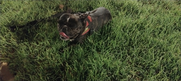 Bulldog français