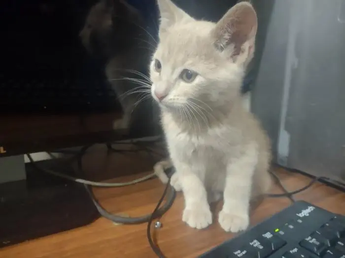 Chat orange/marron a adopter