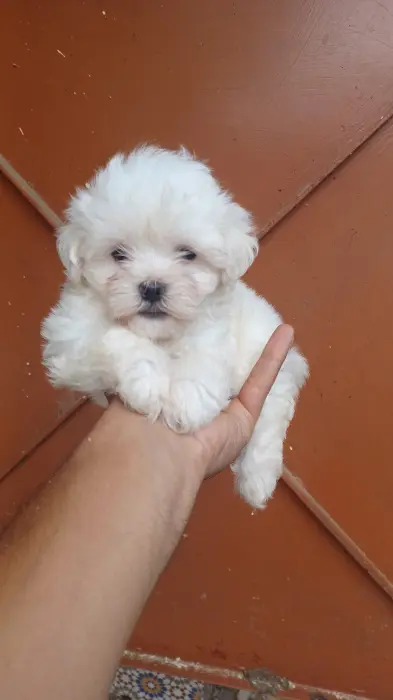 Bichon maltis nain