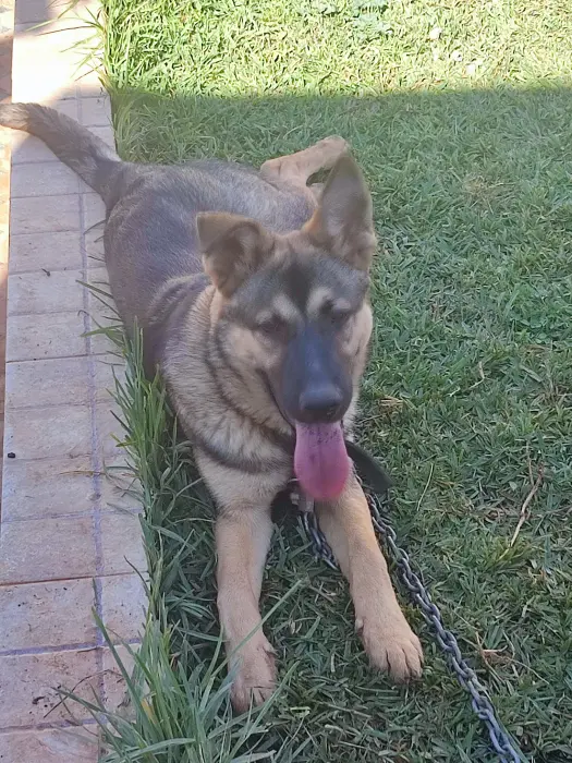 Joli chien pour adoption