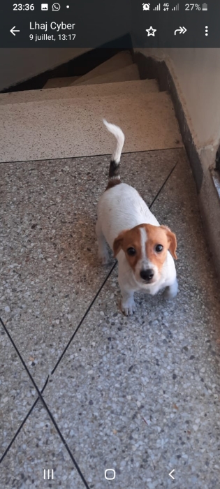 Jack russel a vendre