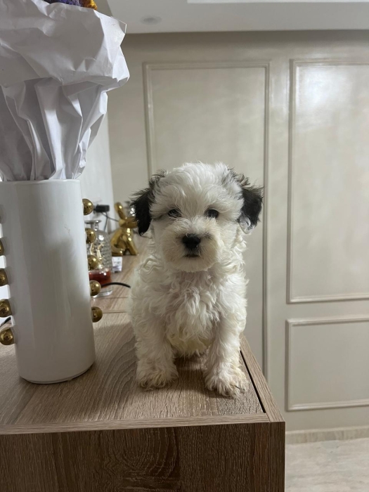 Bichon Havanais 🎊