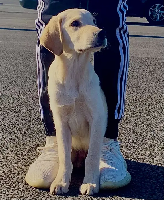 Je met vente d’eux chiens la race labrador âge de 4mois