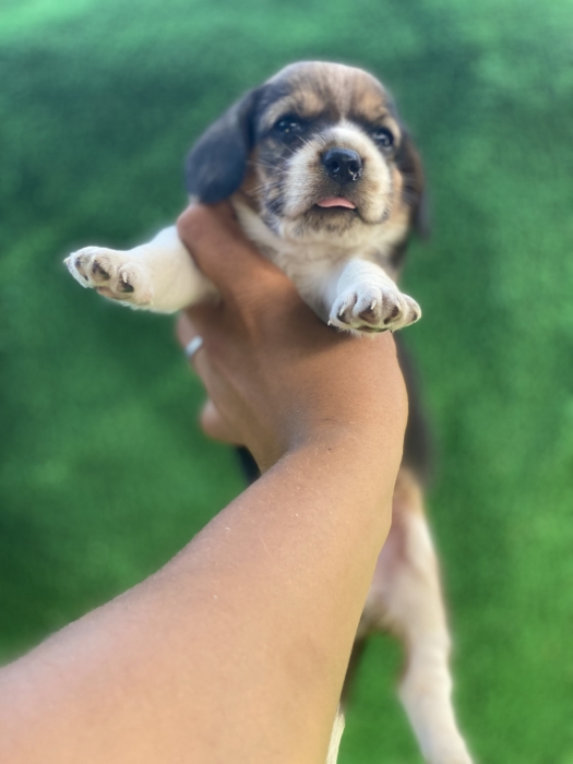 Chiot Beagle