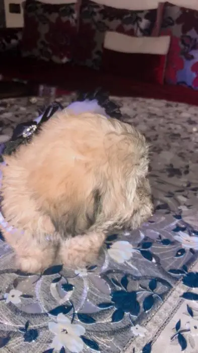 Bichon femelle couleur sablé