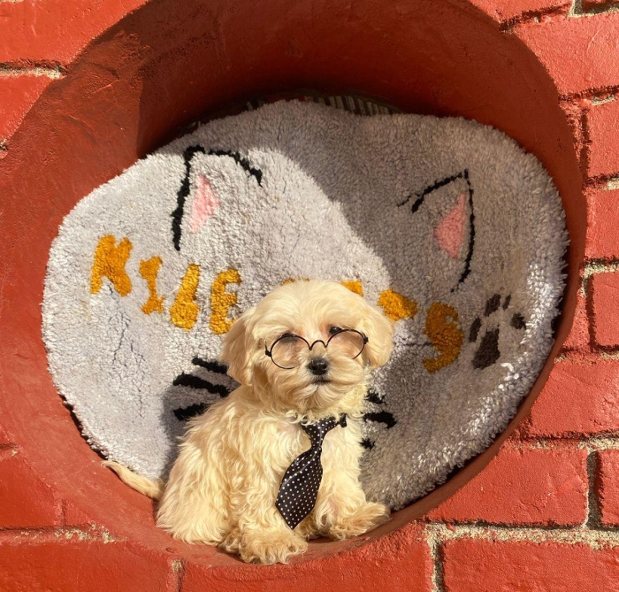 Bichon Maltais (Toy)