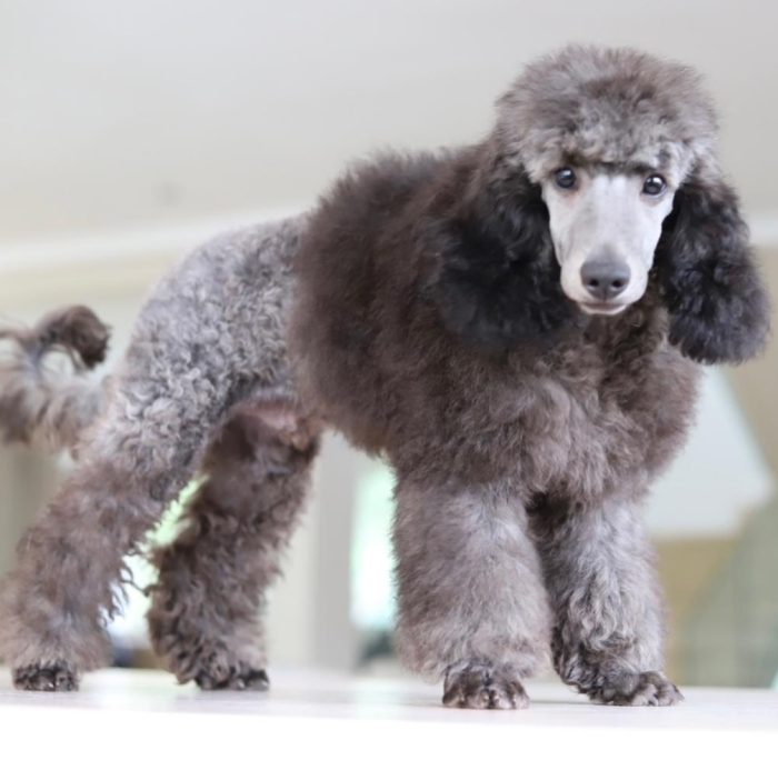 Silver city mini poodle