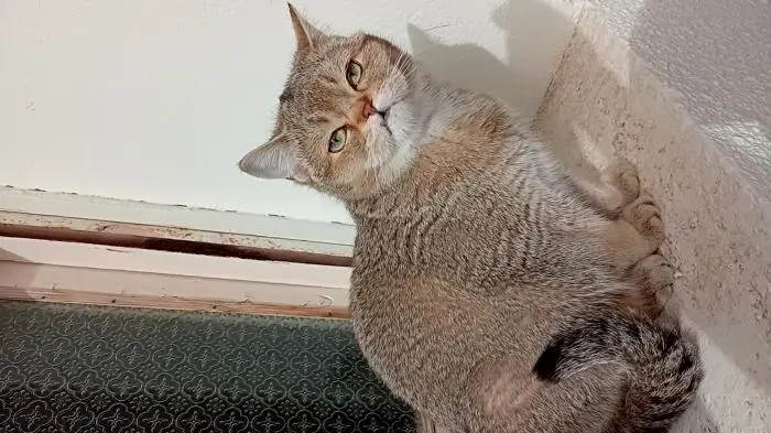 Scottich fold pour accouplement