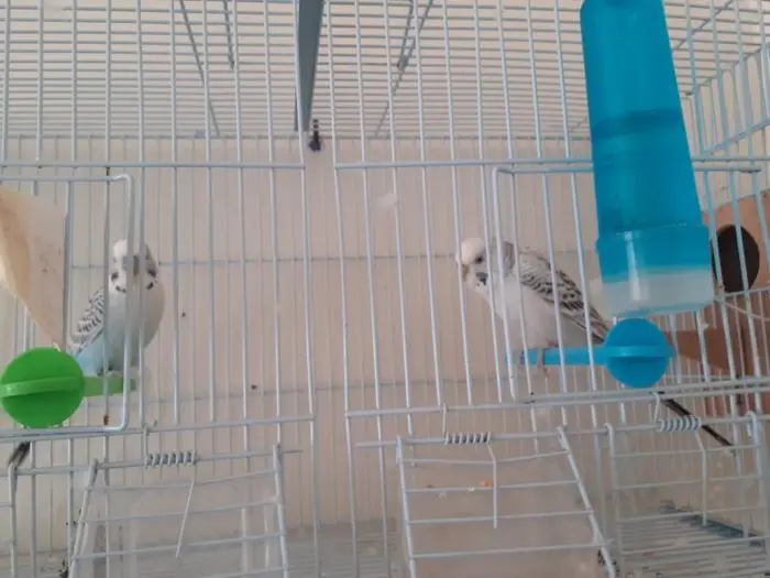 Perruche taxas à vendre