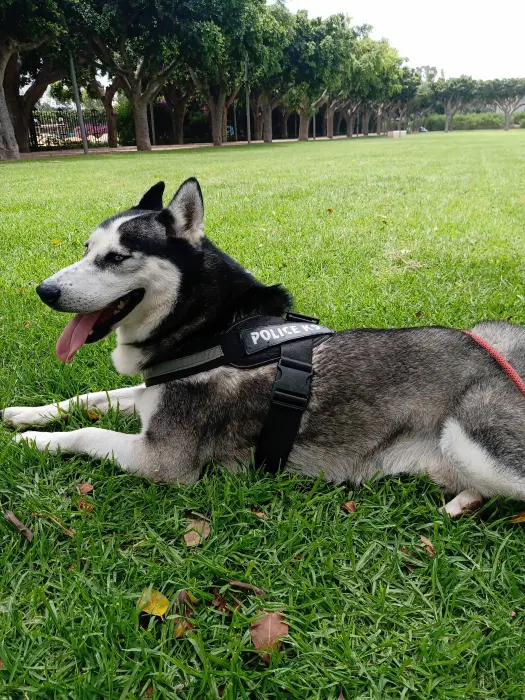 Husky