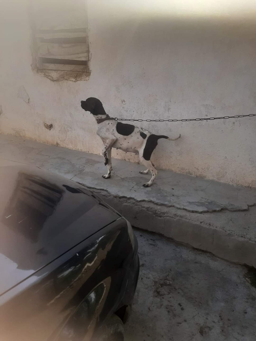 pointer male et femelle