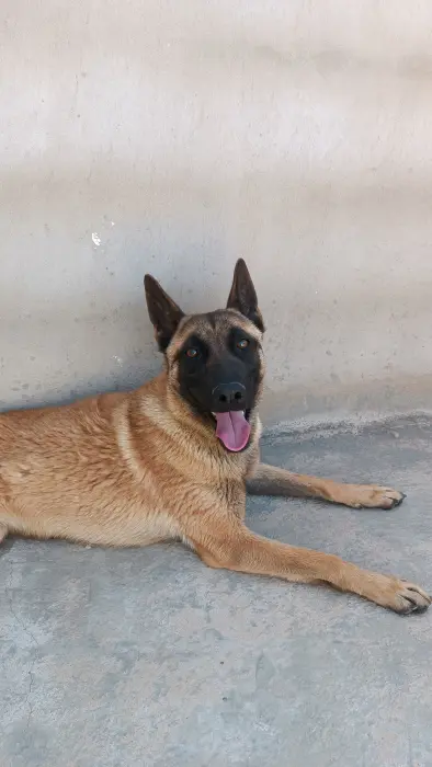 malinoi