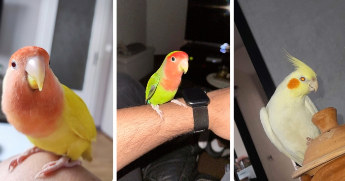 Des oiseaux bien dressé à Casablanca