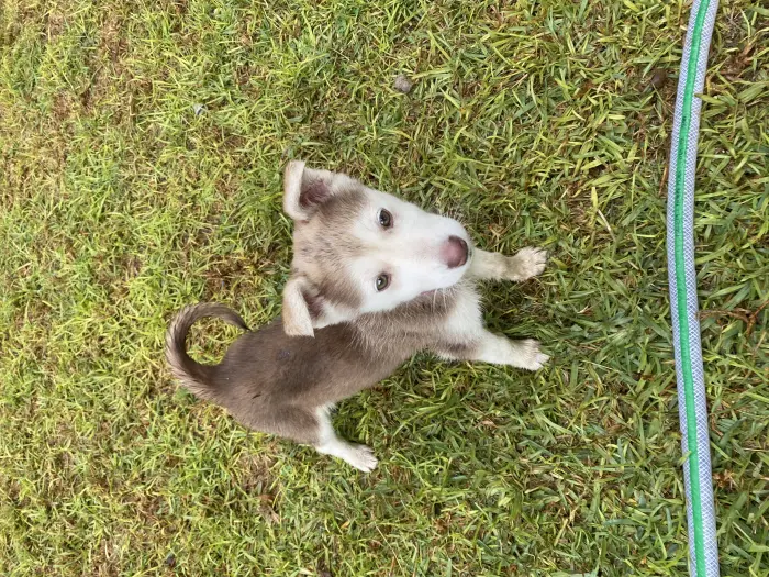 Bebe husky  femelle