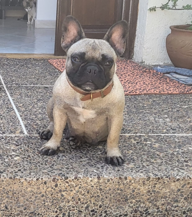 Vente Bouledogue Francais