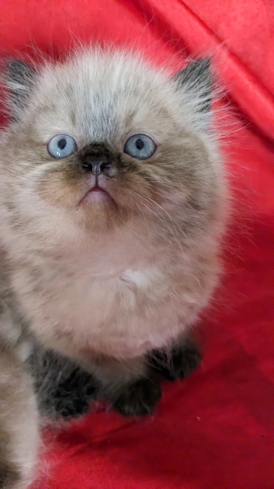 Chaton himalayen
