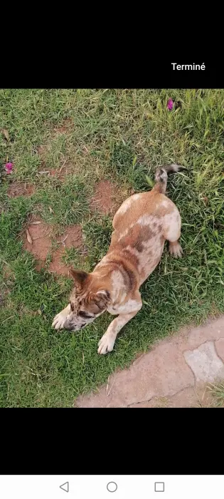 Jack Russell × Bulldog exotique merle