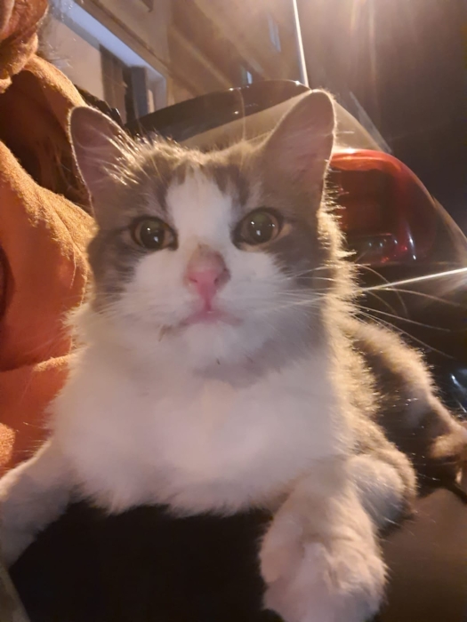 Adoption en cas d'urgence