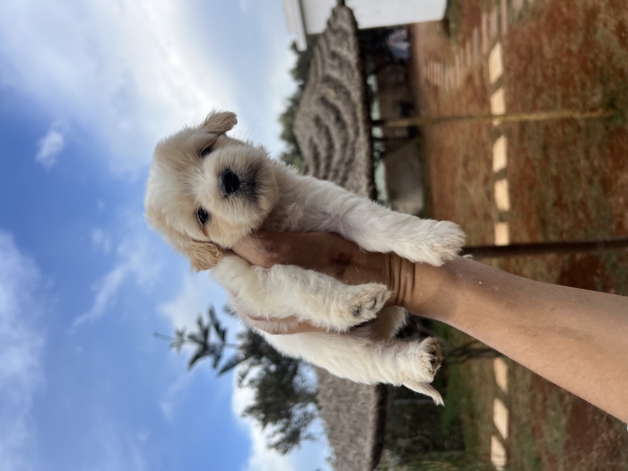 Bichon Havanais 📸❤️