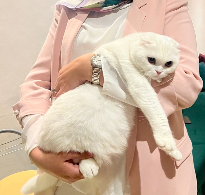 Scottish straight (British) 3 mois femelle