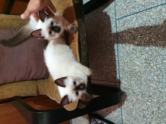 Chatons siamois à Vendre