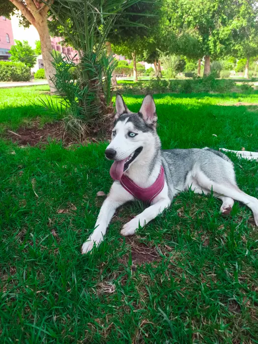 Chien Husky pure race