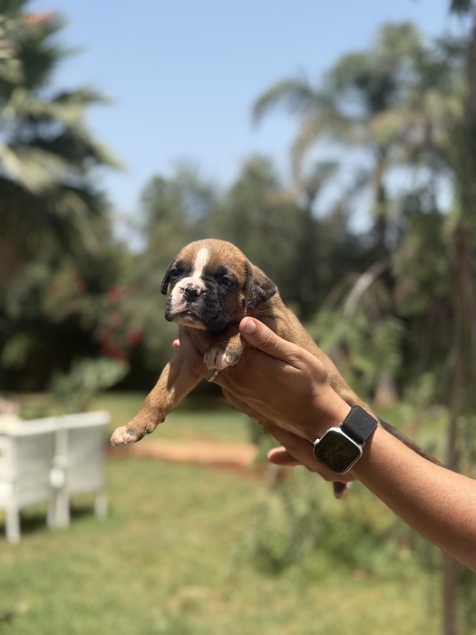 Chiots Boxer Pedigree