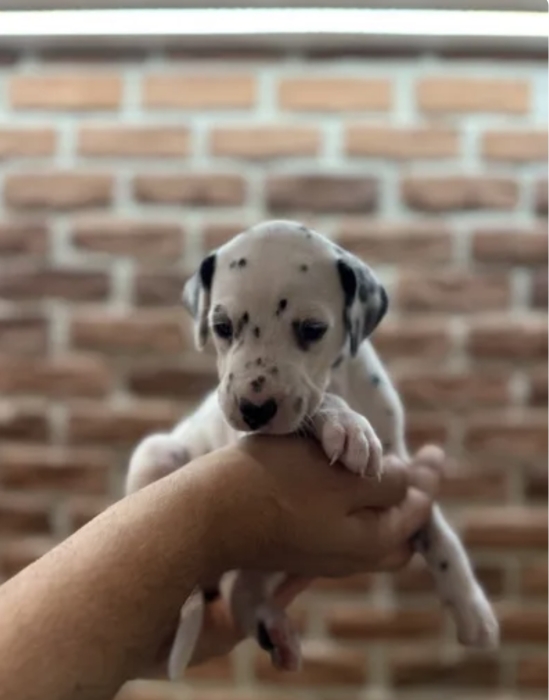 Chiots dalmatien