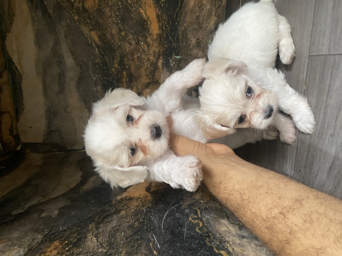 Bichons maltais