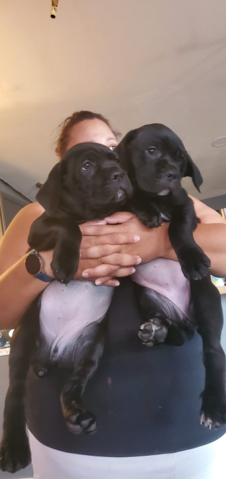 Chiot Cane Corso de race pure