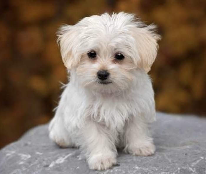 Magnifique portée de la race bichon maltais pure race